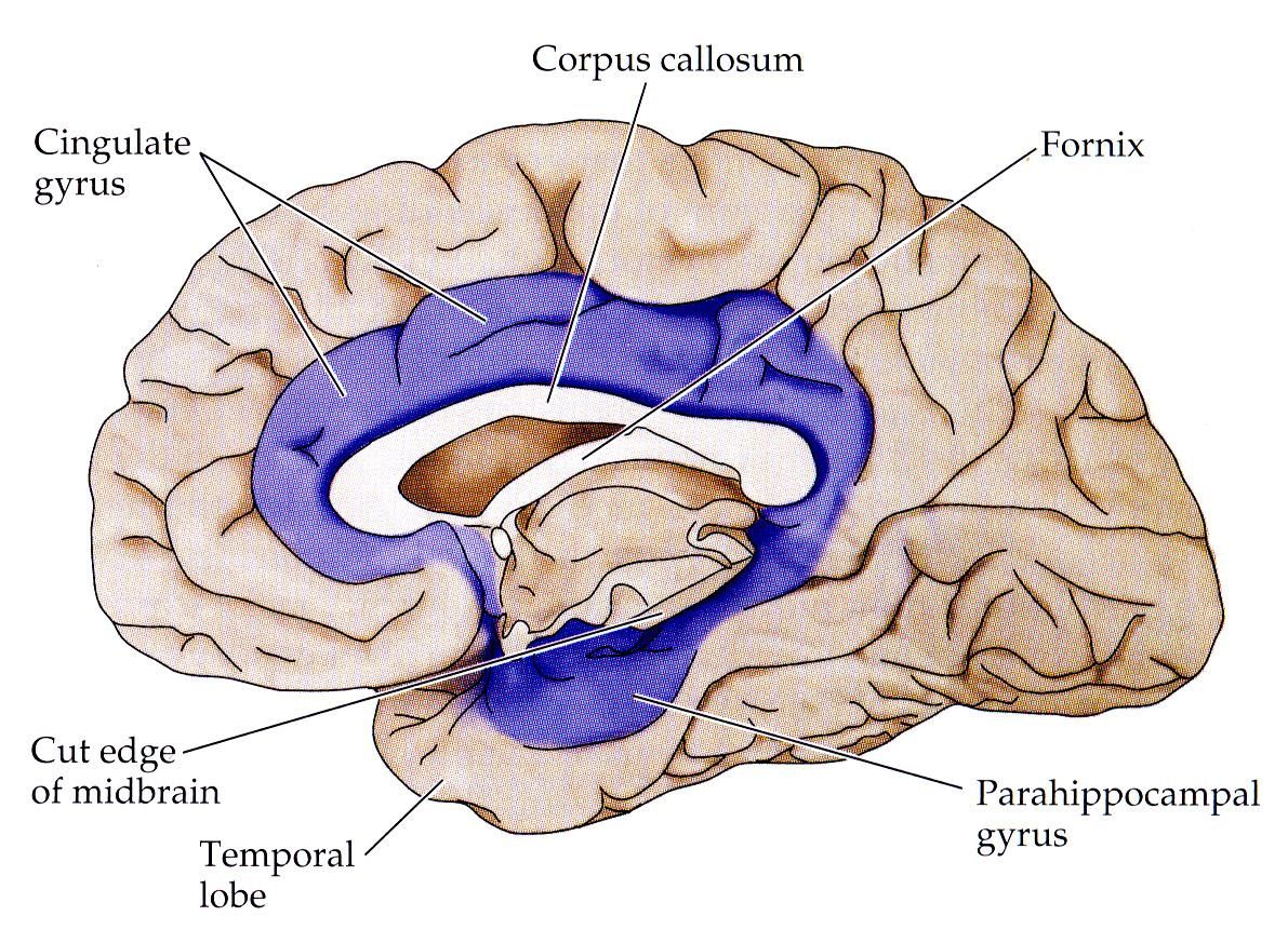 Cíngulo Cerebro